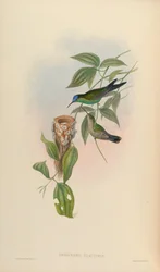 Thalurania glaucopis